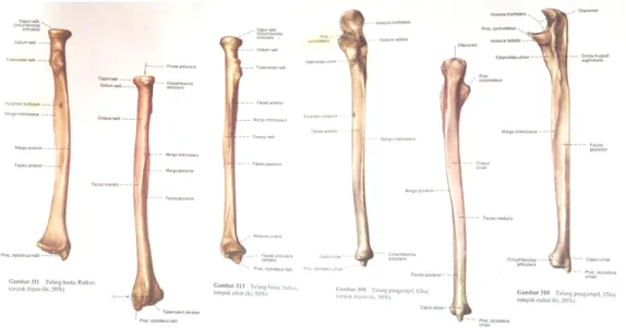 Gambar 1.1 Os Radius (Sobotta edisi 21, 2005) Gambar 1.2 Os Ulna (Sobotta edisi 21, 2005)
