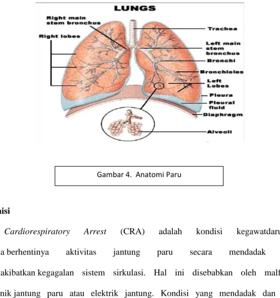 Gambar 4.  Anatomi Paru 