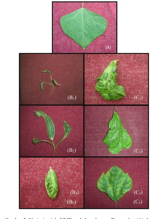 Gambar 3  Variasi gejala VMB pada bengkuang. Daun sehat (A), hasil penularan  A. craccivora: malformasi daun parah, malformasi daun, dan mosaik  (B 1 -B 3 ) dan hasil penularan A