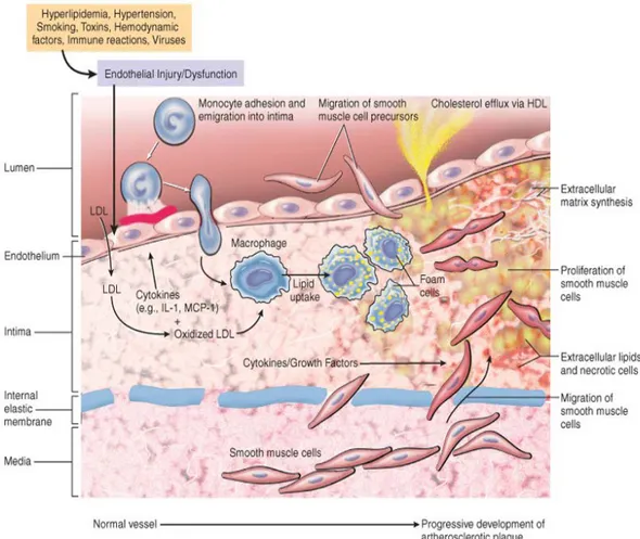 Gambar  3.  Gambar skematik rangkaian  interaksi seluler dari  hipotesis respons terhadap  cedera pada aterosklerosis