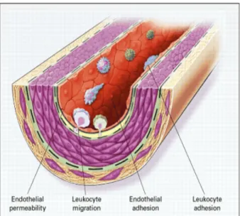 Gambar  4.    Disfungsi endotel pada atero- atero-sklerosis.  (Ross Russell.  N.Engl.J.Med