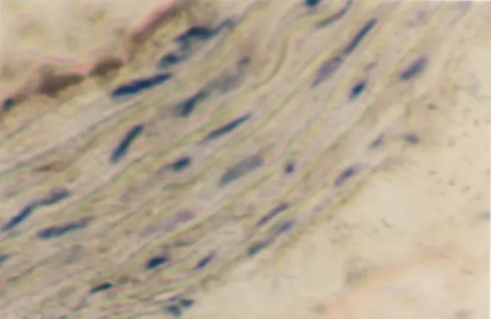 Gambar 1. Aorta normal tikus (Rattus novergicus strain  Wistar) Perbesaran 10x40 