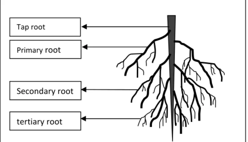 Gambar 2. Sistem perakaran pada tanaman (Rao dan Ito, 1998) ujung tengah pangkal Tap root Primary root Secondary root tertiary root 