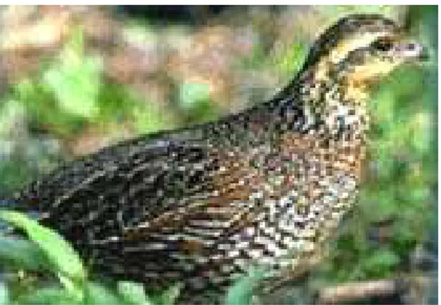 Gambar 1. Burung Puyuh (Coturnix coturnix japonica) 