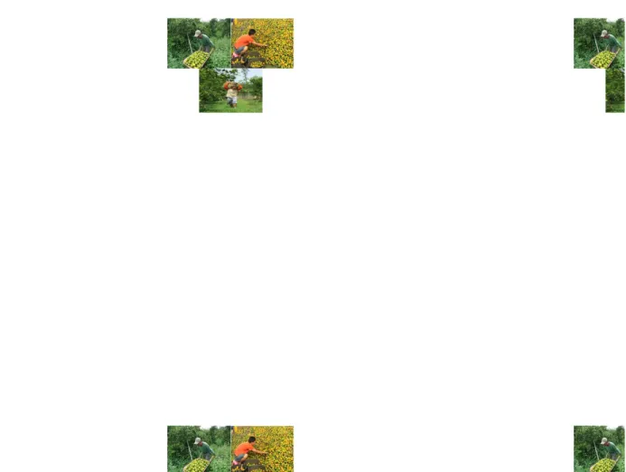 Gambar Proses 2 pengangkutan hasil panen buah jeruk dengan tenaga manusia  b. Pengangkutan dengan menggunakan tenaga hewan