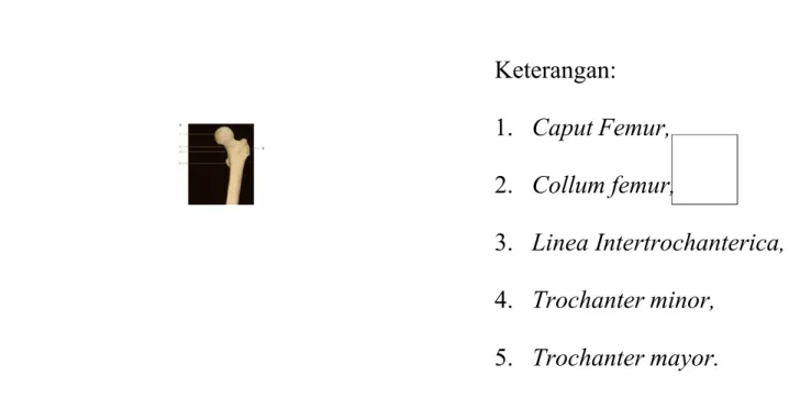 Gambar 2.1. Anatomi femur proksimal tampak anterior (Sumber: Standring, 2005)