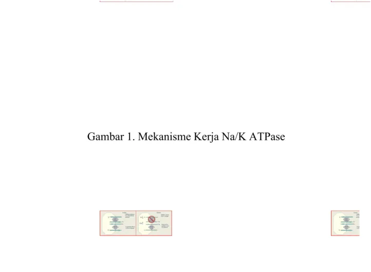 Gambar 1. Mekanisme Kerja Na/K ATPase