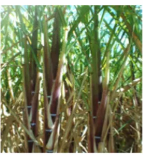 Gambar 1 Tanaman tebu (Witono 2003)  Tebu termasuk keluarga Graminae atau  rumput-rumputan dan cocok ditanam pada  daerah dengan ketinggian 1 sampai 1300  meter di atas permukaan air laut
