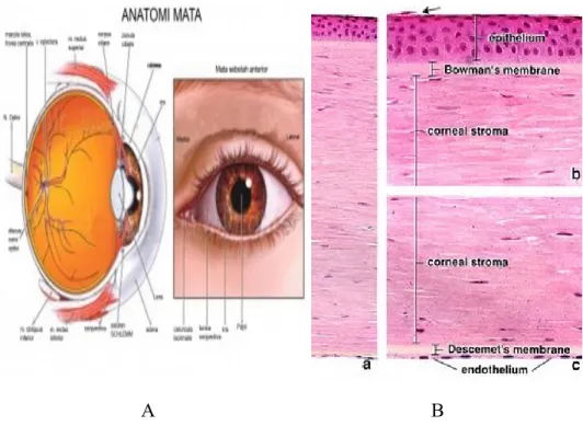 Gambar 1.  (A) Anatomi mata (B). Lapisan Kornea