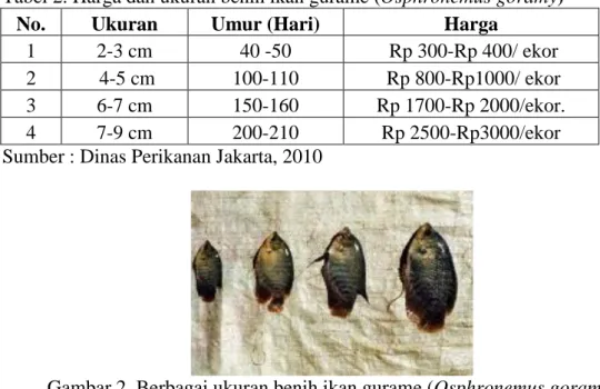 Gambar 2. Berbagai ukuran benih ikan gurame (Osphronemus goramy)  Sumber : Dinas Perikanan Jakarta, 2010 