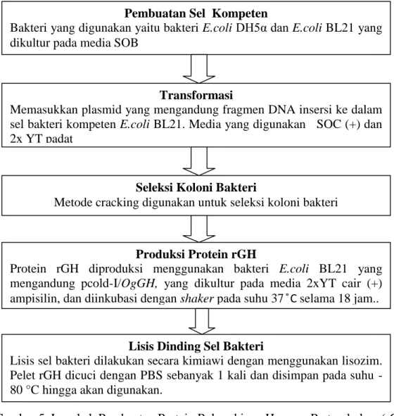Gambar 5. Langkah Pembuatan Protein Rekombinan Hormon Pertumbuhan (rGH) 