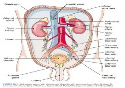 Gambar anatomi sistem urinaria