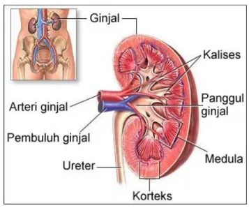 Gambar ginjal