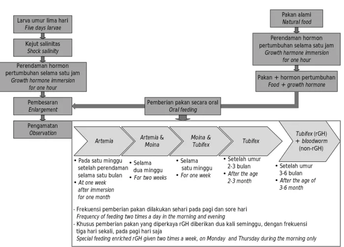 Gambar 1 menampilkan skema prosedur pemberian rGH mulai dari perendaman sampai pemberian pakan alami yang diperkaya rGH
