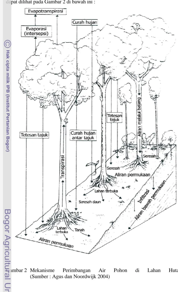Gambar  2  Mekanisme Perimbangan Air Pohon di Lahan  Hutan.                   