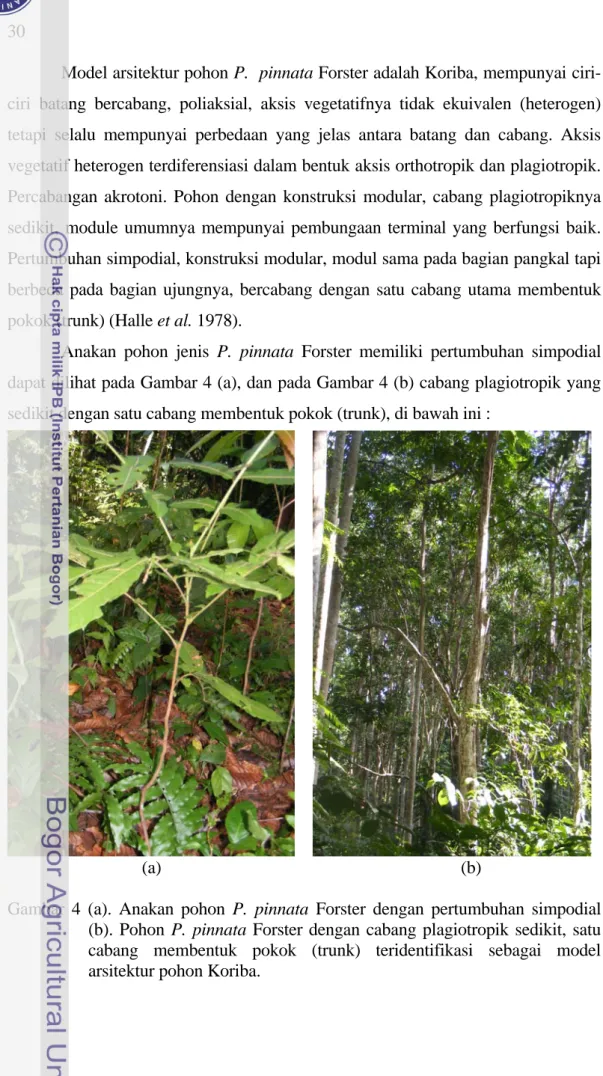 Gambar 4 (a). Anakan pohon P. pinnata Forster dengan pertumbuhan simpodial                     (b)