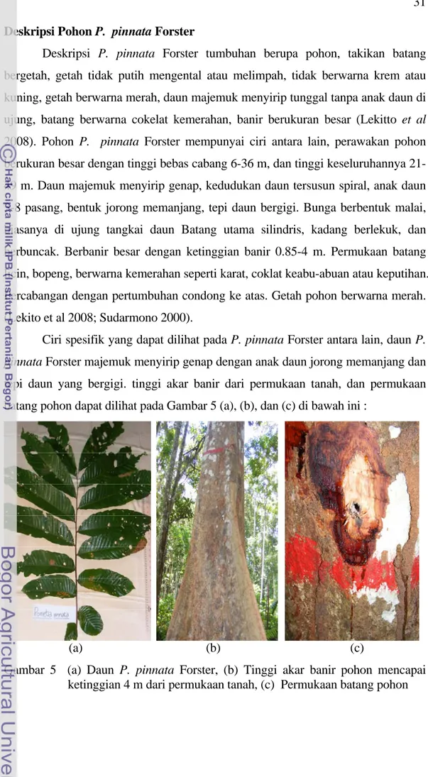 Gambar 5  (a) Daun P. pinnata Forster, (b) Tinggi akar banir pohon mencapai  ketinggian 4 m dari permukaan tanah, (c)  Permukaan batang pohon  