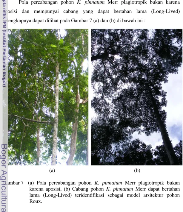 Gambar 7  (a) Pola percabangan pohon K. pinnatum Merr plagiotropik bukan  karena aposisi, (b) Cabang pohon K