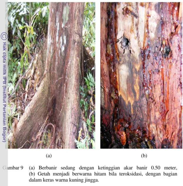 Gambar  9  (a) Berbanir sedang dengan ketinggian akar banir  0.50  meter,                     (b) Getah menjadi berwarna hitam bila teroksidasi, dengan bagian 