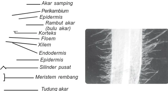 Struktur Dan Fungsi Akar - Struktur Dan Fungsi Jaringan Dan Organ Pada ...