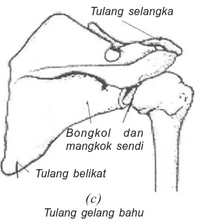 Gambar 3.5 (d) Tulang gelang bahuSumber: Kamus Visual