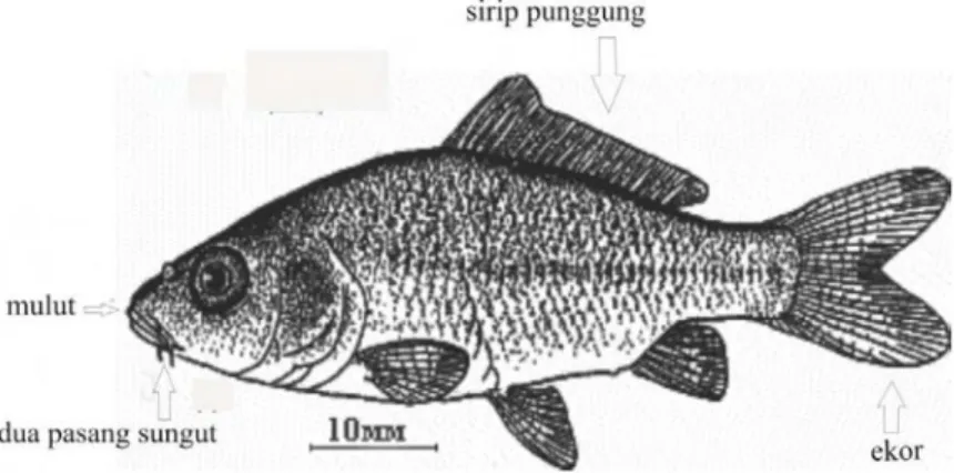 Gambar  Anatomi ikan Mas 