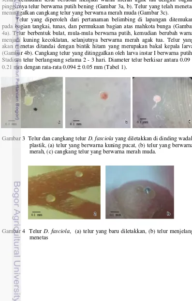 Gambar 3 Telur dan cangkang telur D. fasciola yang diletakkan di dinding wadah