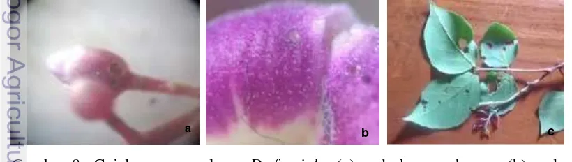 Gambar 8 Gejala serangan larva D. fasciola, (a) pada kuncup bunga, (b) pada