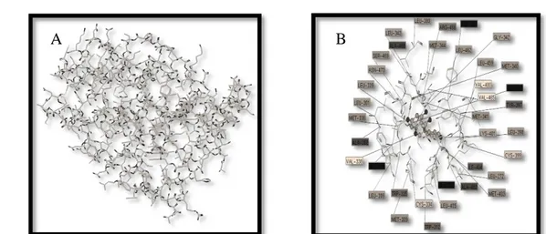 Gambar 2.   Interaksi antara etil etil sinamat dengan protein reseptor β-esterogen (1QKM)  (A) dan residu asam amino protein reseptor β-esterogen (1QKM) (B) 