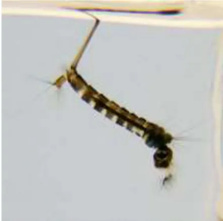 Gambar 2.6 Larva Culex spp 