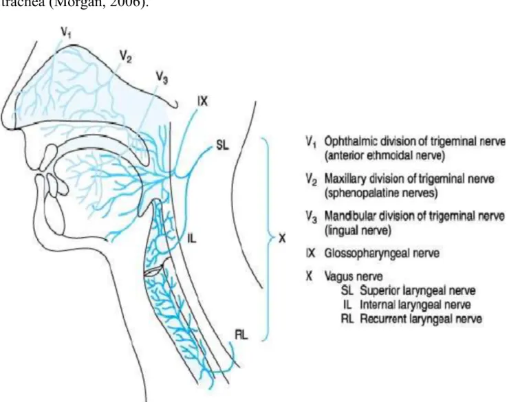 Gambar 2.4.  Jaras sensorik jalan nafas (Morgan, 2006)