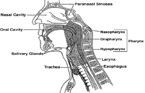 Gambar 1. Anatomi nasofaring