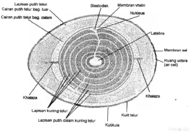 Gambar 3.1.1 Anatomi Telur Utuh 