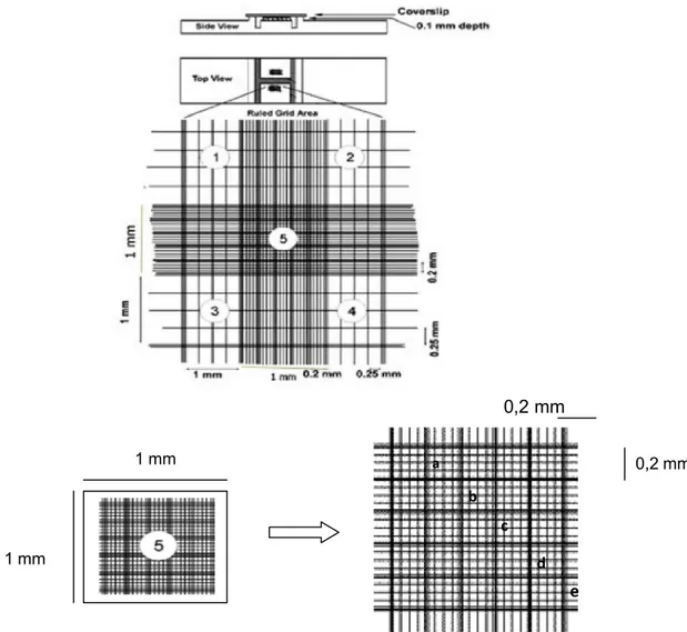 Gambar 3 -  Kotak perhitungan pada haemacytometer   g. Alur perhitungan kerapatan spora seperti tercantum dalam gambar 4