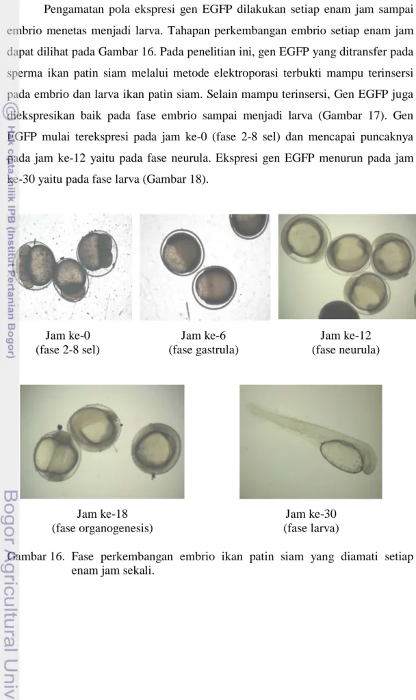Gambar 16.  Fase perkembangan embrio ikan patin siam yang diamati setiap  enam jam sekali