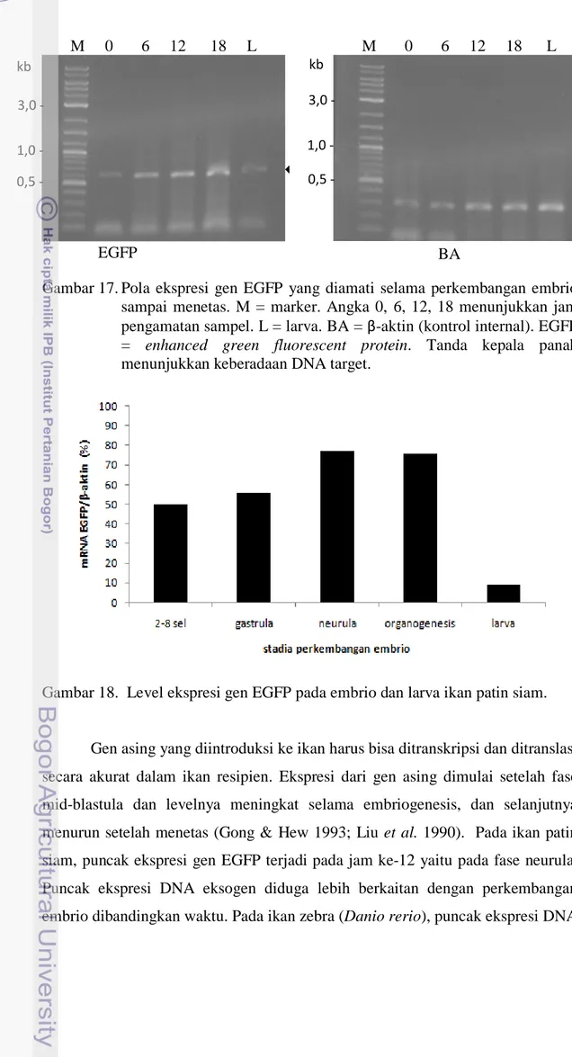 Gambar 17. Pola  ekspresi gen EGFP yang diamati selama perkembangan embrio  sampai menetas