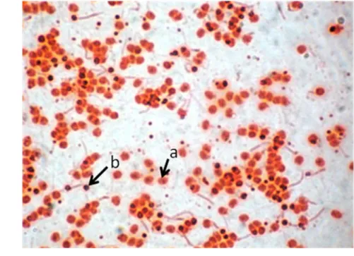 Gambar 9.   Spermatozoa  ikan patin siam.  a  =  spermatozoa hidup,  b  =  spermatozoa mati 