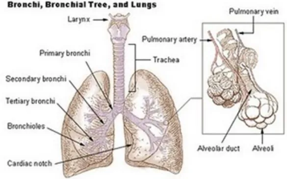 Gambar 2. Anatomi saluran napas. (Sumber : Hasan I, 2006) 