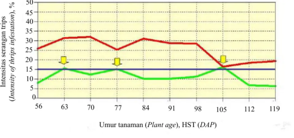 Gambar 4. Intensitas serangan hama tungau pada tanaman cabai merah (Intensity of broad mite infestation  on hot peppers)