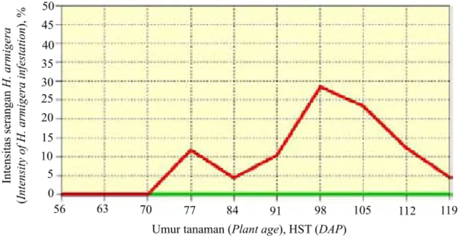 Gambar 5. Intensitas serangan hama ulat buah H. armigera pada cabai merah (Intensity of H