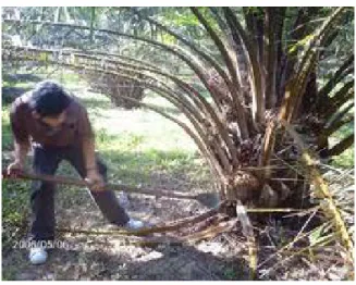 Gambar 2. Proses Pemanenan Kelapa Sawit. 