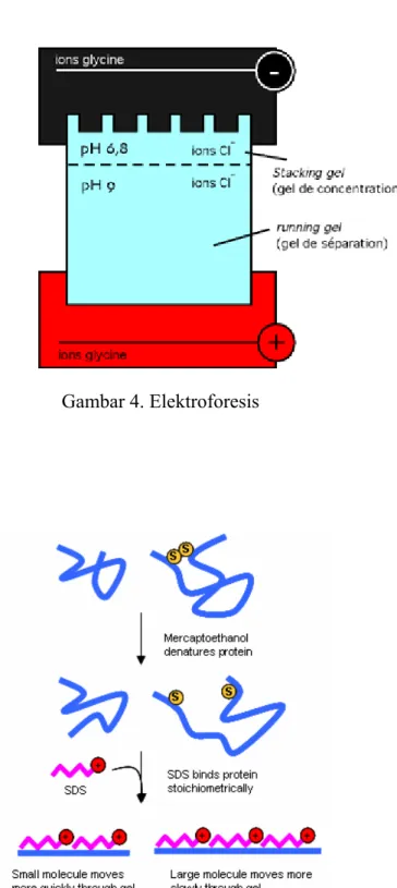 Gambar 4. Elektroforesis 