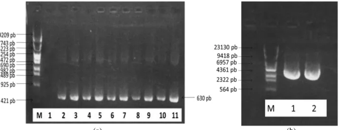Gambar 5. Hasil PCR koloni yang telah dielektroforesis ukuran 630 pb (a) dan plasmid rekombinan pGEMT- pGEMT-VP19 hasil Isolasi dengan teknik mini preparation (b) 