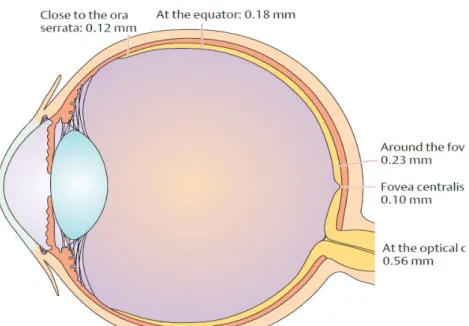 Gambar 1. Anatomi retina