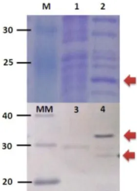 Gambar 1. SDS-Page dan western blot crude protein hormon pertumbuhan rekombinan ikan mas (rCcGH)  yang diekspresikan oleh bakteri Escherichia coli BL21 (DE3) 