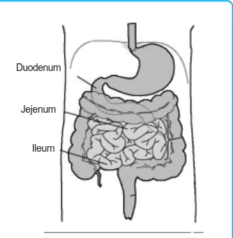 Gambar 4.6 Intestinum dan bagian-bagiannya