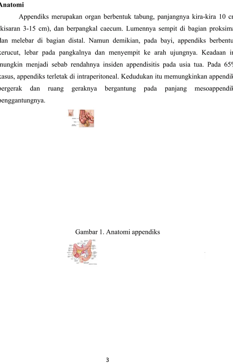 Gambar 1. Anatomi appendiks