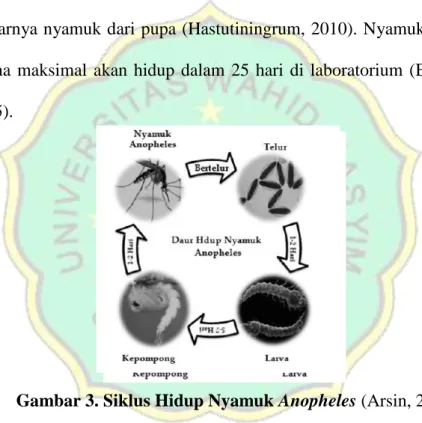 Gambar 3. Siklus Hidup Nyamuk Anopheles (Arsin, 2012)  e.  Perilaku Nyamuk Anopheles aconitus 