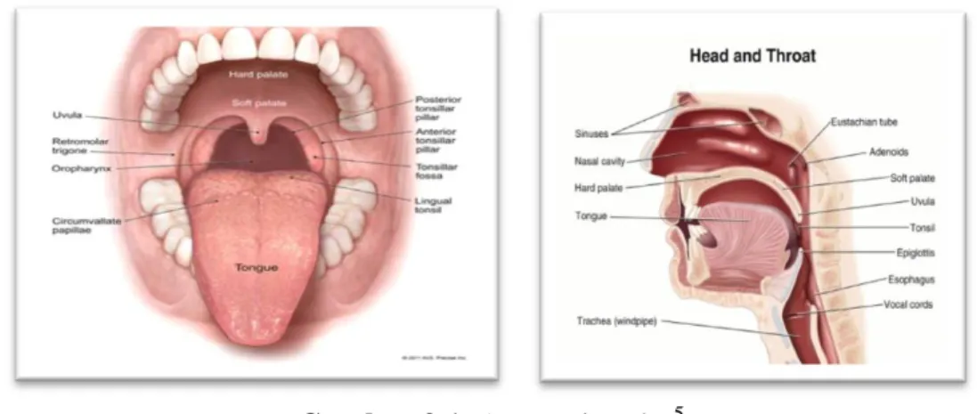 Gambar 2.1. Anatomi mulut 5 