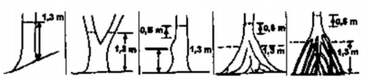 Gambar 2. Skematis cara menentukan ketinggian pengukuran dbh batang pohon yang tidak beraturan bentuknya (Weyerhaeuser dan Terniseit, 2000 yang dikutip oleh Hairiah dan Rahayu, 2007).